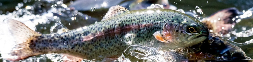 Forellen im Wasser, Forellenzucht in Österreich