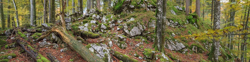 Nationalpark Kalkalpen: Buchenwald