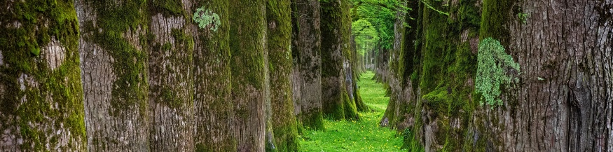 Moos und Bäume