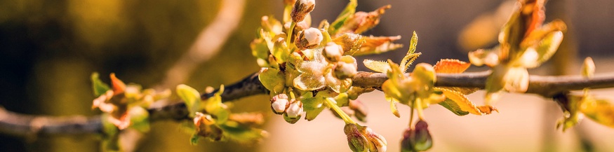 Kirschblüten und -knospen, Frühling