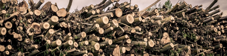 Holzstämme, Ausschnitt Buchumschlag
