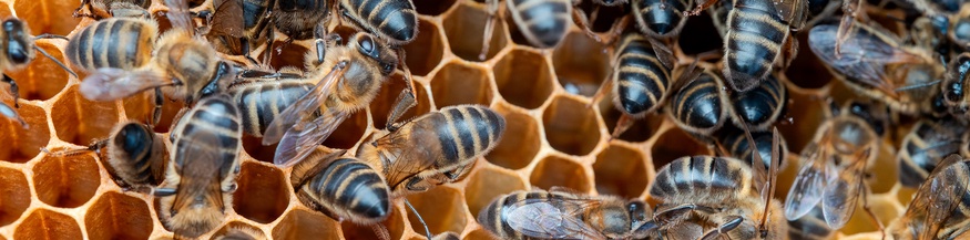 Bienenvolk, Honigbienen