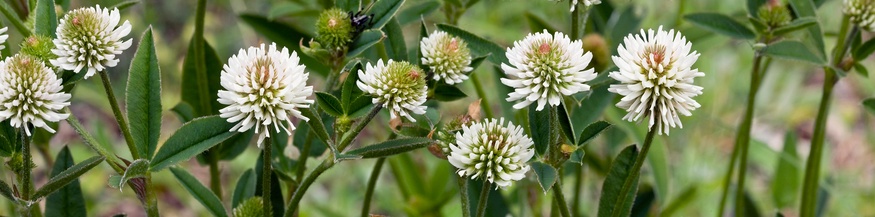 Bergklee