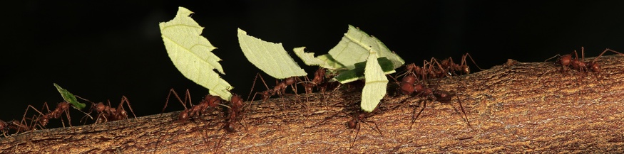 Blattschneiderameisen,Leaf cutter ants