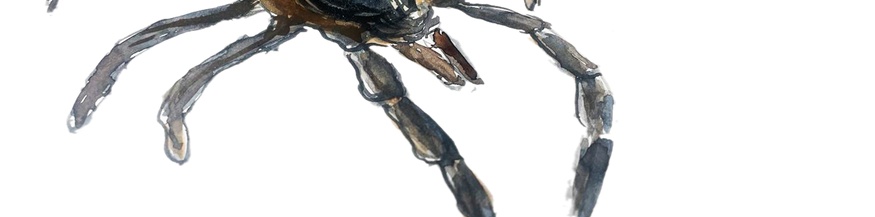 Illustration einer Zecke