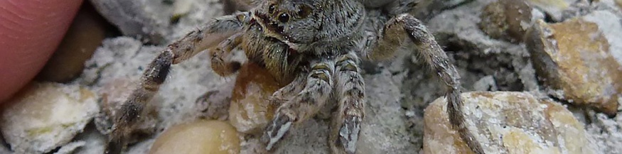 Südrussische Tarantel