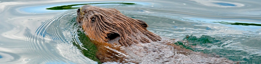 Schwimmender Biber