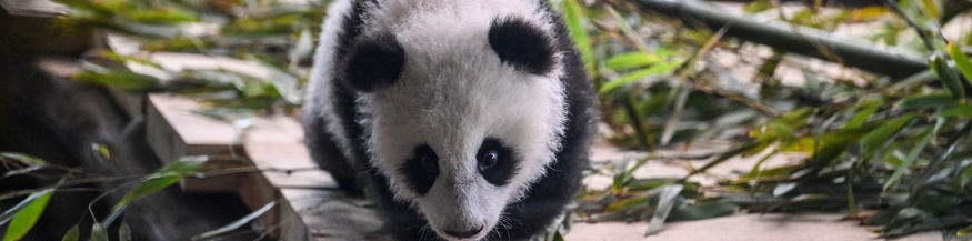 Pandababy