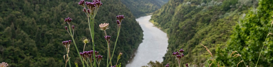 Whanganui River