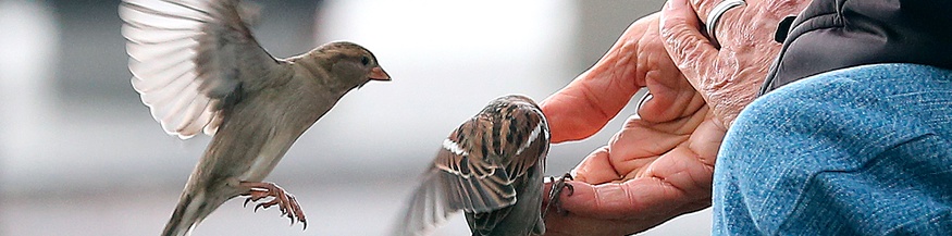 Mann auf einer Parkbank füttert Vögel