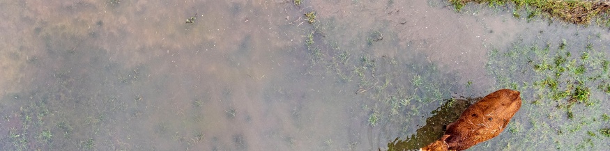 Kuh im Hochwasser