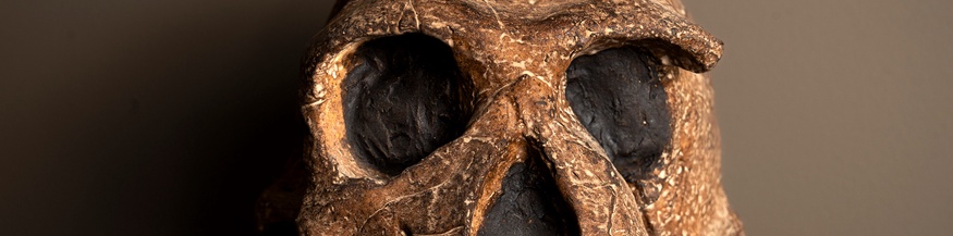 Homo-habilis-Schädel