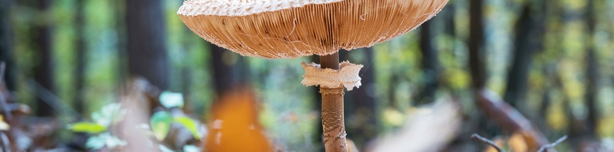 Herbst im Wald: Isolierter Schirmpilz