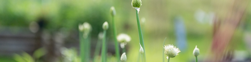 Zwiebelknospen, Gemüse im Garten, Sommer