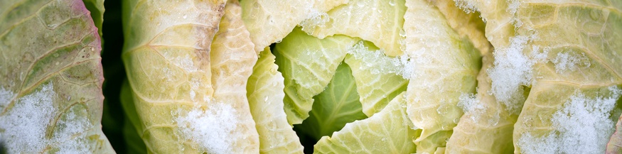 Kohl, Nahaufnahme im Winter