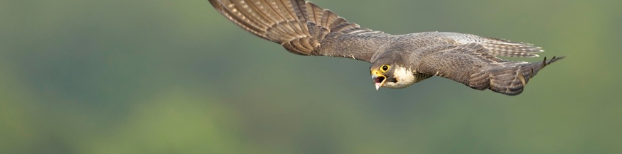 Wanderfalke
