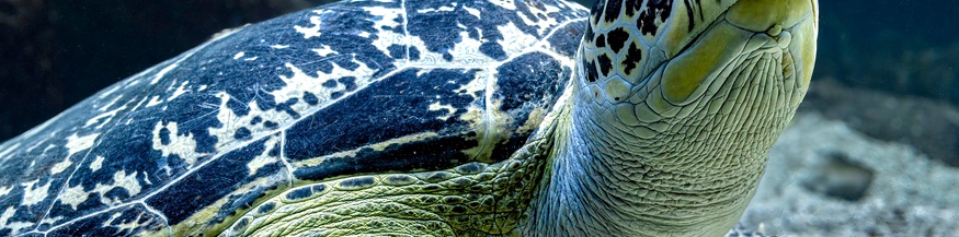 Schildkröte
