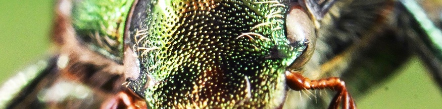 APA/DPA/ULI DECK Ein Japankäfer