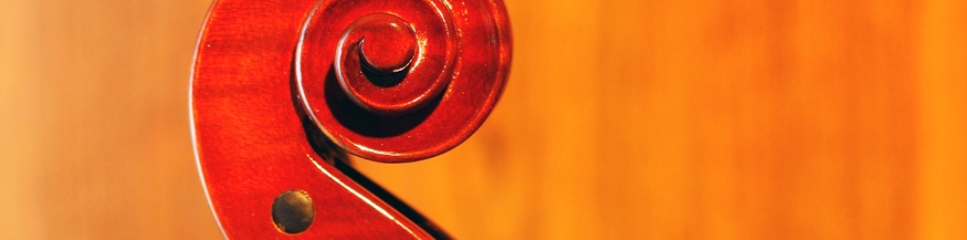 Violinenschnecke