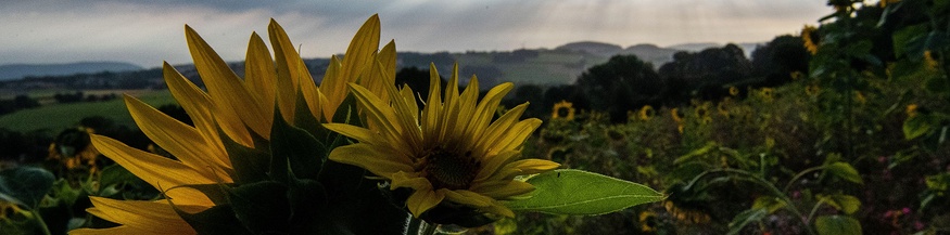 Sonnenblumenfeld