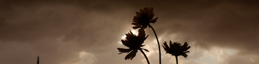 Aufkommendes Unwetter mit den Umrissen einer Blume im Gegenlicht