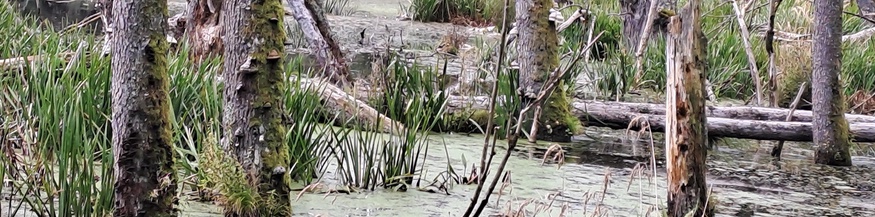 BURGSTALLER/WEICHINGER Biberteich Allentsteig