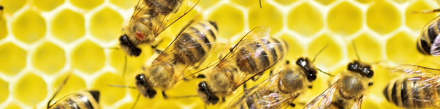  Bienenparasit Varroa Milbe (Varroa destructor) auf Brustsegment einer westlichen Honigbiene (Apis mellifera)