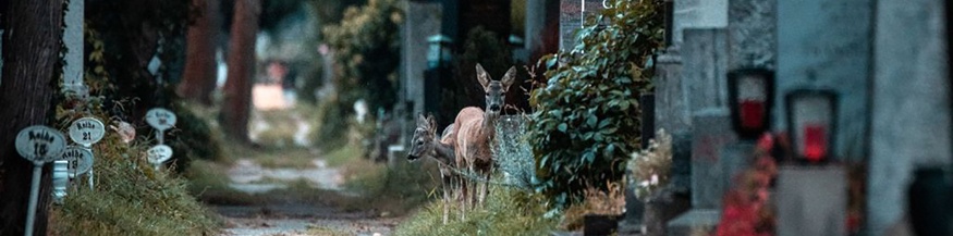Ein Reh in einer Friedhofgasse