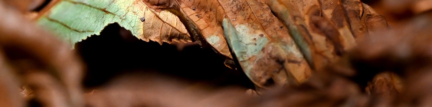 Braunes Herbstblatt