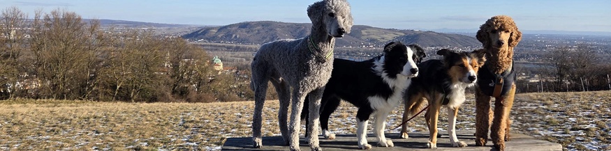 Therapiehunde auf einem Tisch