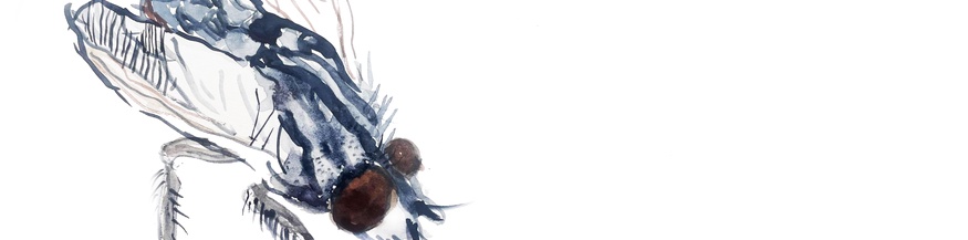 Illustration einer Fleischfliege