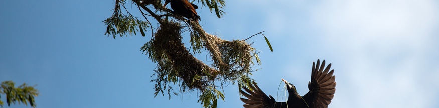 Vogelvielfalt in Costa Rica