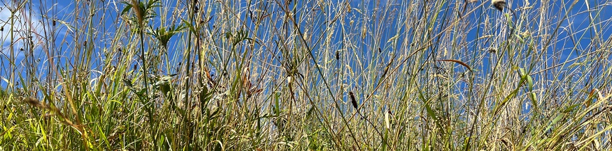 Blumenwiese