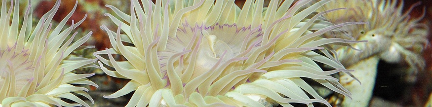 Anthopleuraeleg, Seeanemone