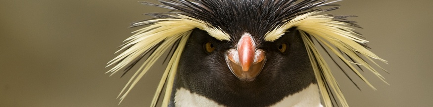 Nördlicher Felsenpinguin