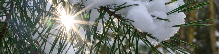 Sonne blitzt durch den verschneiten Wald