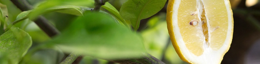 Aufgeschnittene Zitrone an einem Baum