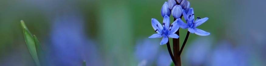 Blausternchen