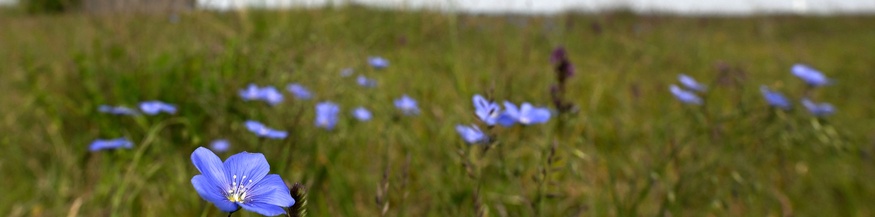 Grenzraum Neusiedler See, Nationalpark
