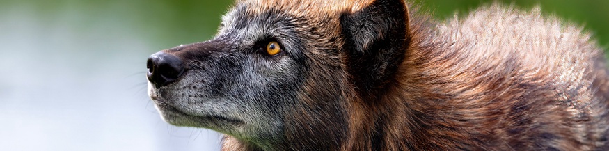 Wolf mit einem grauen Gesicht