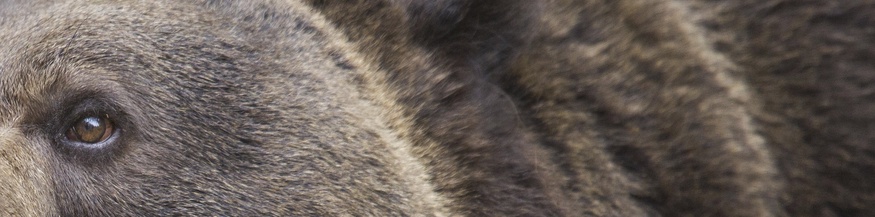 Braunbär