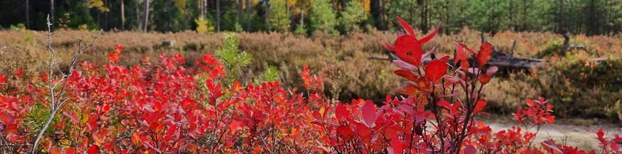 Estlands Wälder