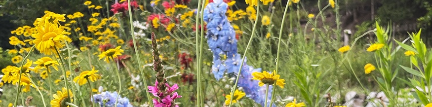 Blumenwiese