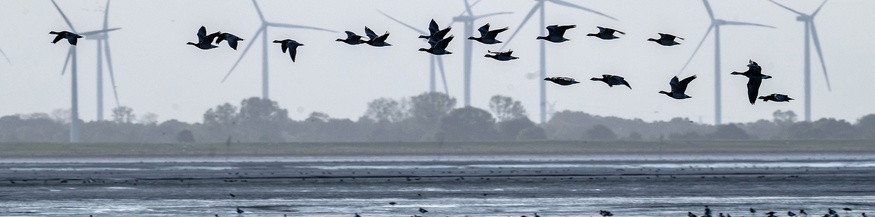 Vögel über Wasser, dahinter Windräder