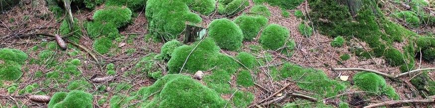 Moos im Wald