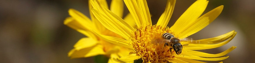Arnica mit Insekt