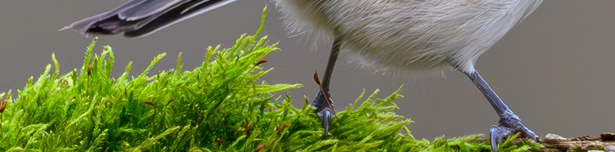 Beine einer Sumpfmeise