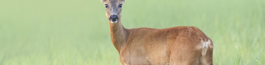 Freiwild: Reh auf der weiten Wiese