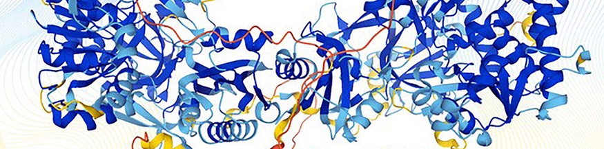 Struktur eines menschlichen Proteins, dargestellt von Alphafold