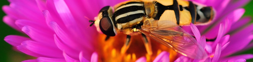 Schwebfliege